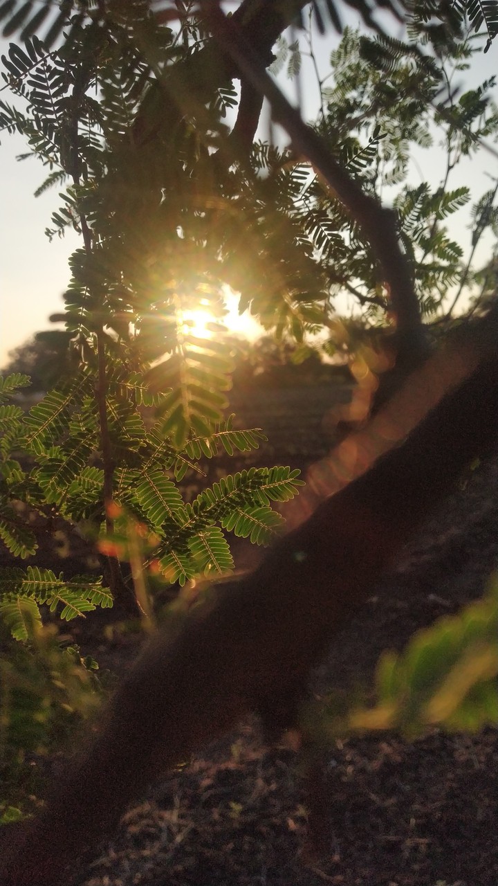 sunn