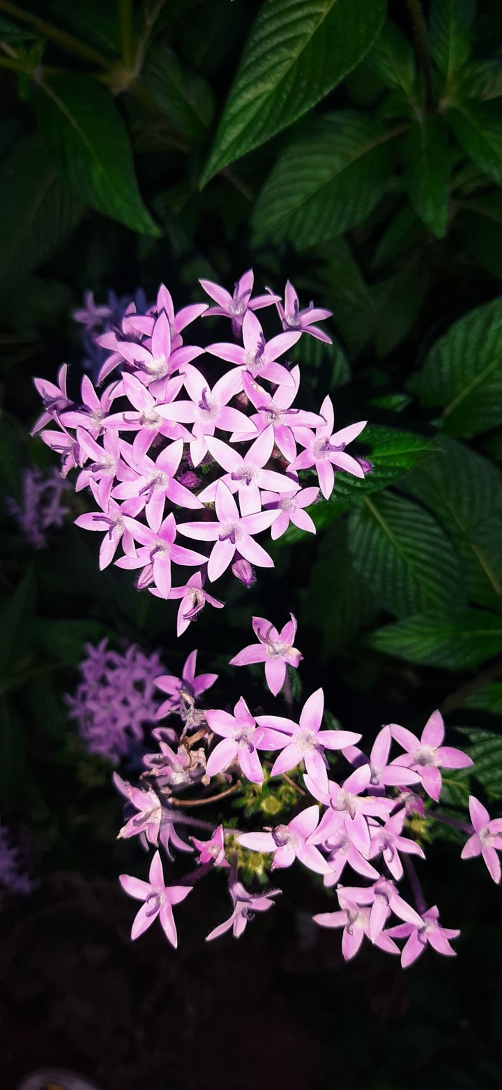 Petrea Volabilis