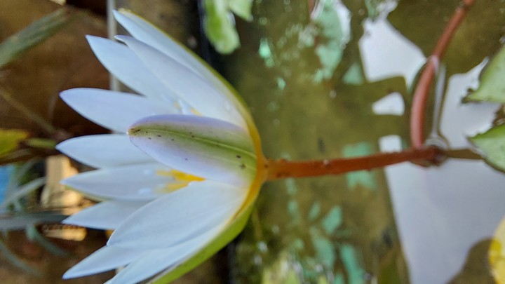 white Lotus