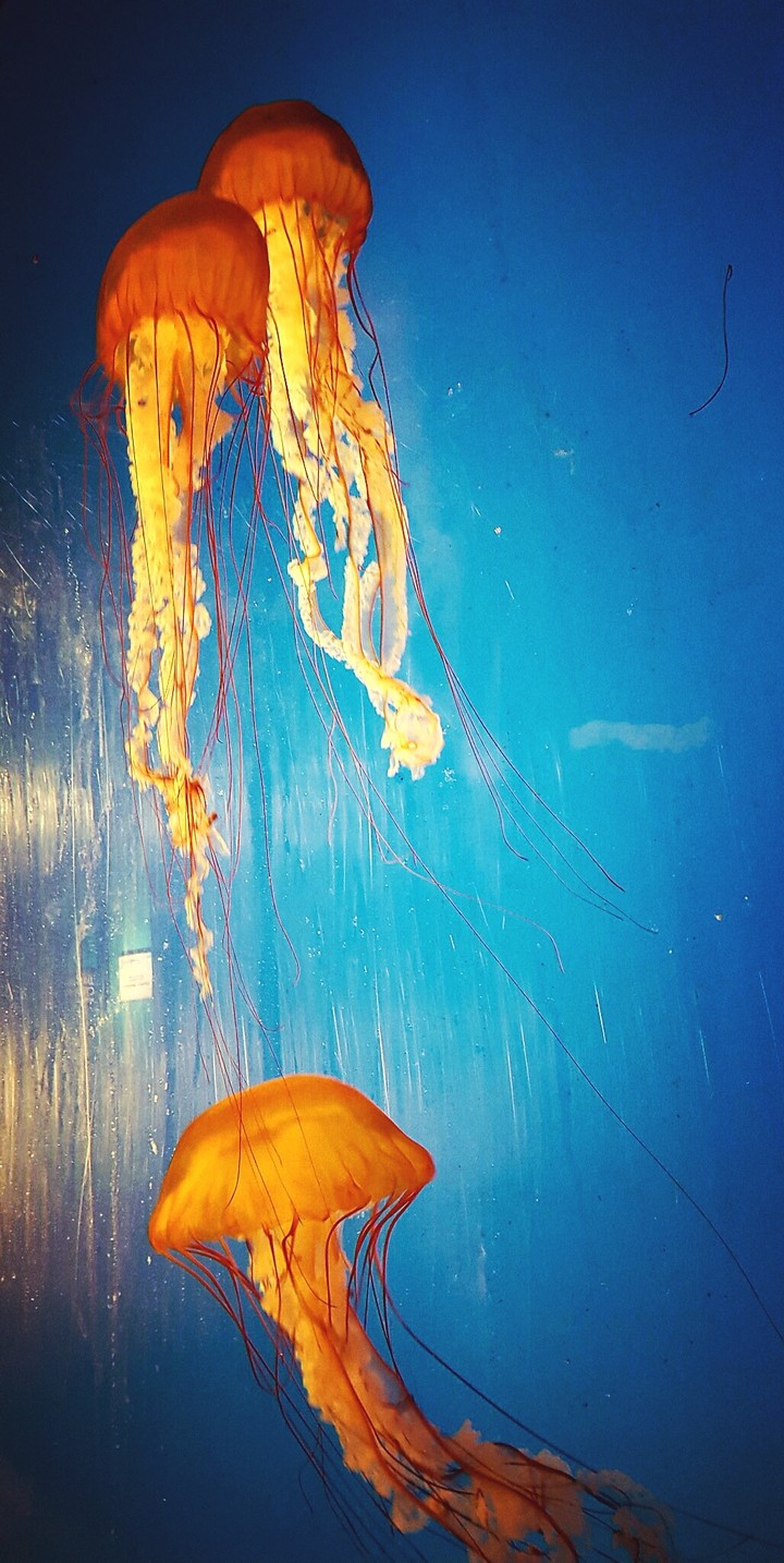 jelly fish