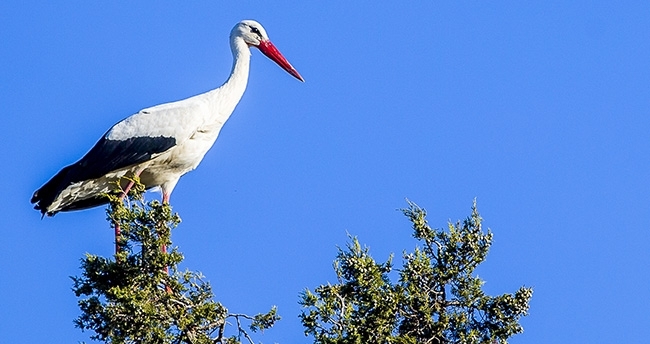leylek