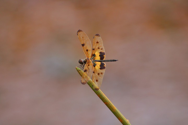 dragonfly