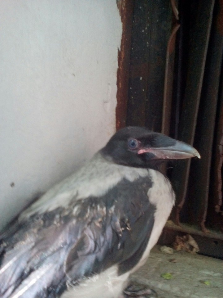 Crow
