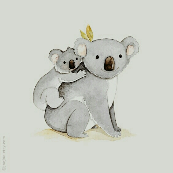 Koala