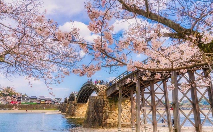橋と桜