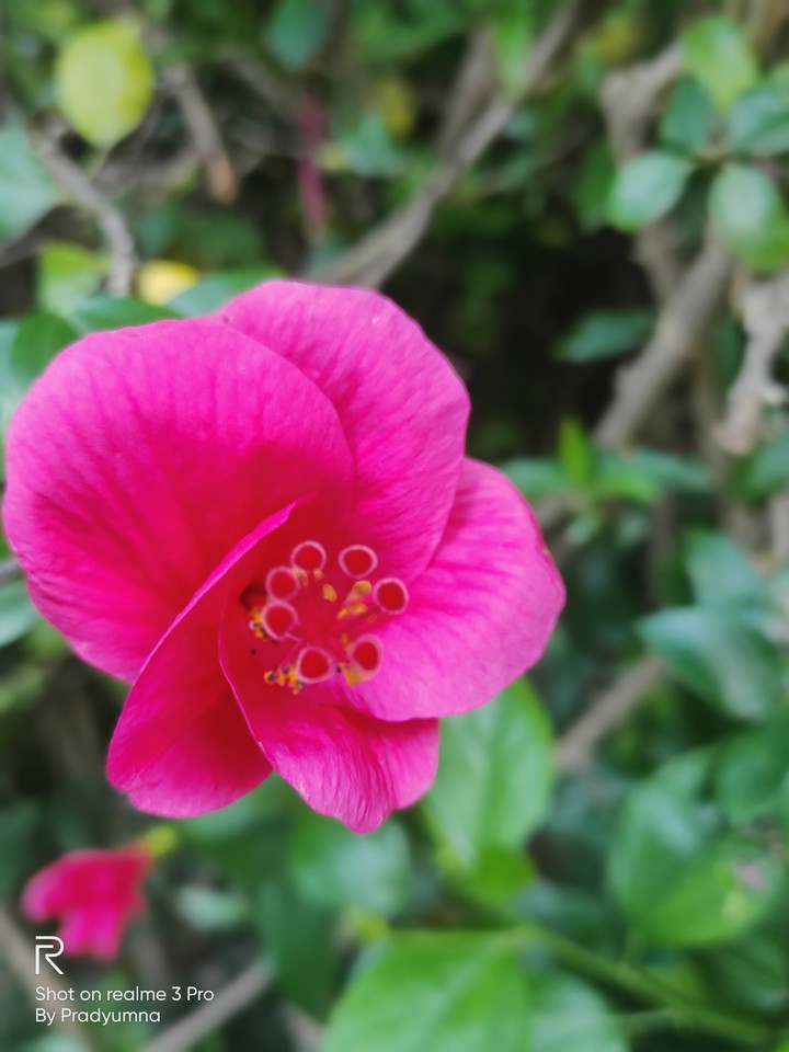 Hibiscus