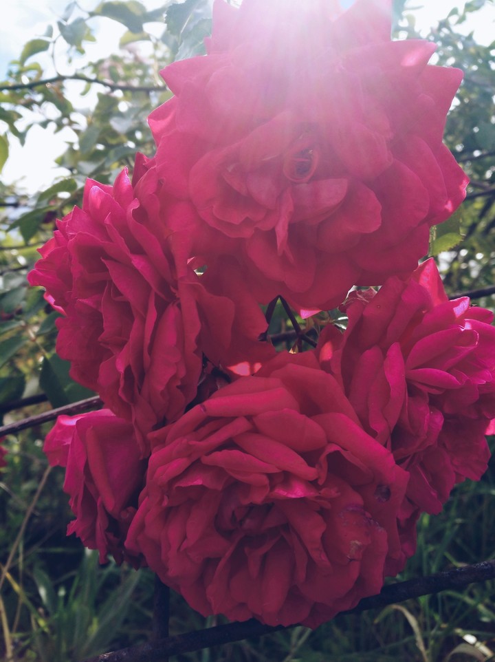 rose