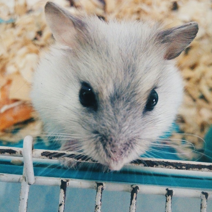 My little friend
