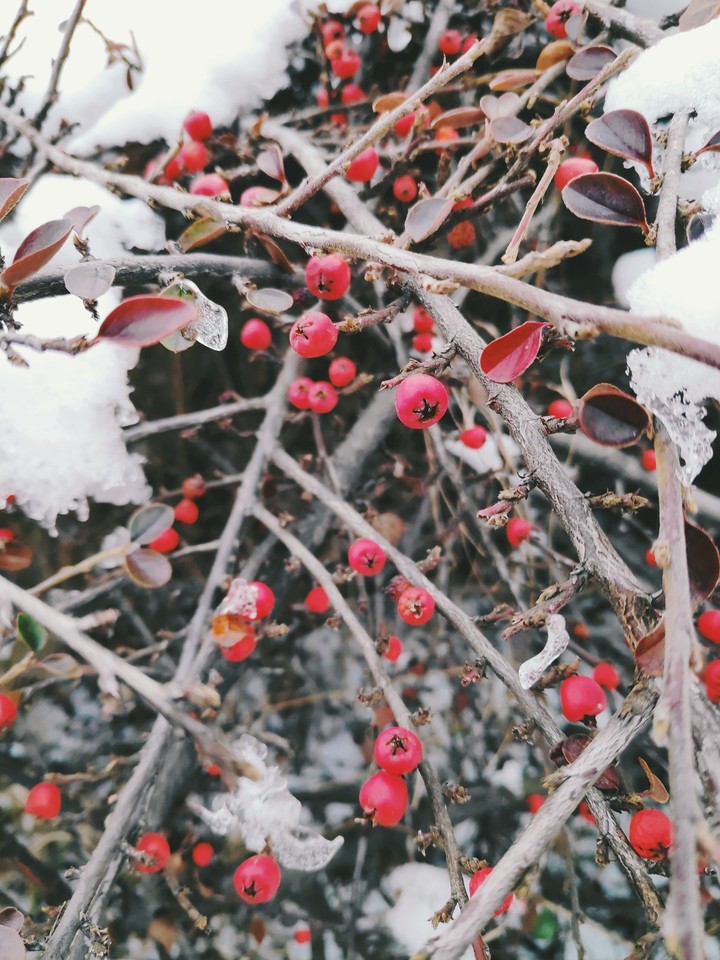 Berries