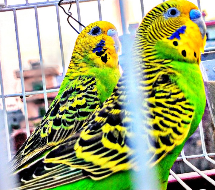 parrots...