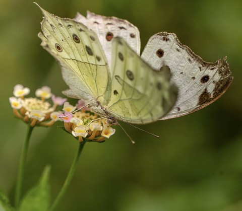 sfondi insect, invertebrate