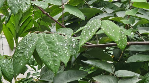 green, leaf桌布