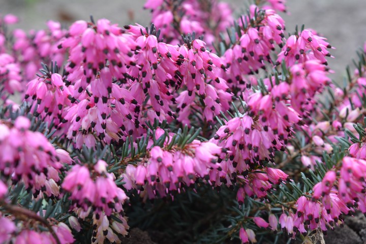 flowerworld