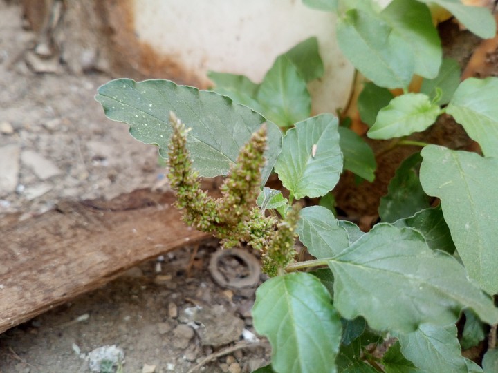 plant