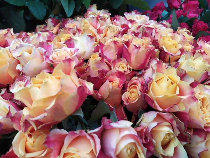Rose