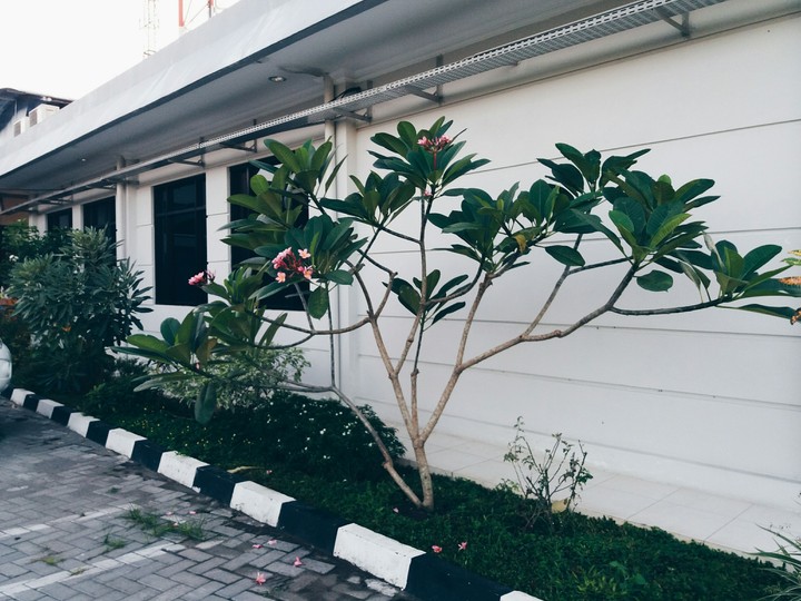 kamboja = frangipani