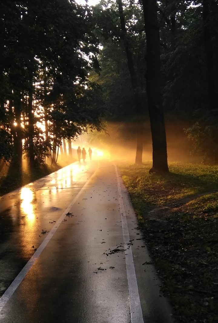 Beautiful sunset in the forest
