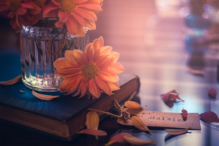 orange daisies