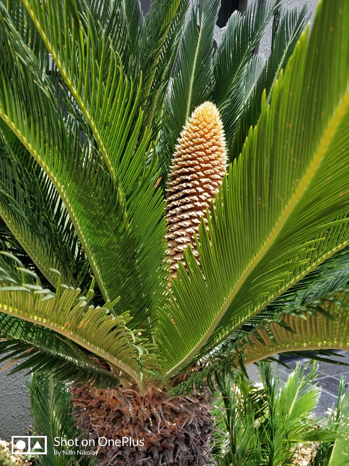 palm