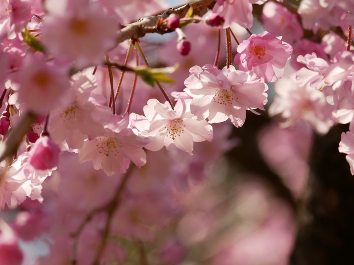 cherryblossom