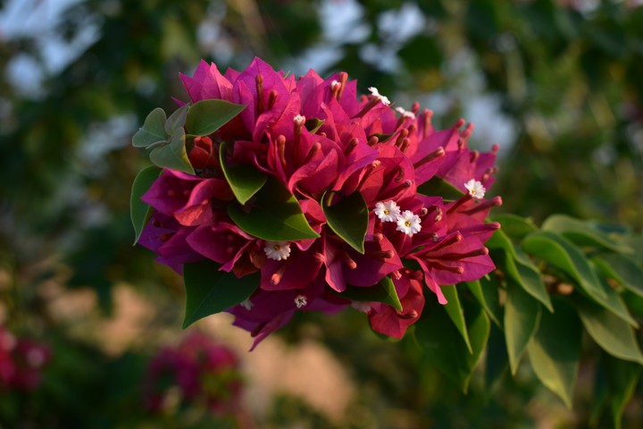 Nature# Colorful # Pink Flowers