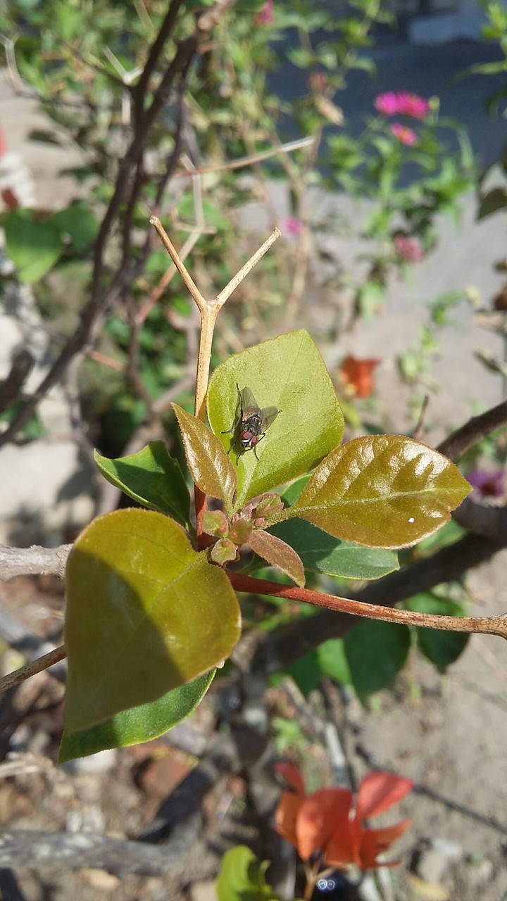 plant