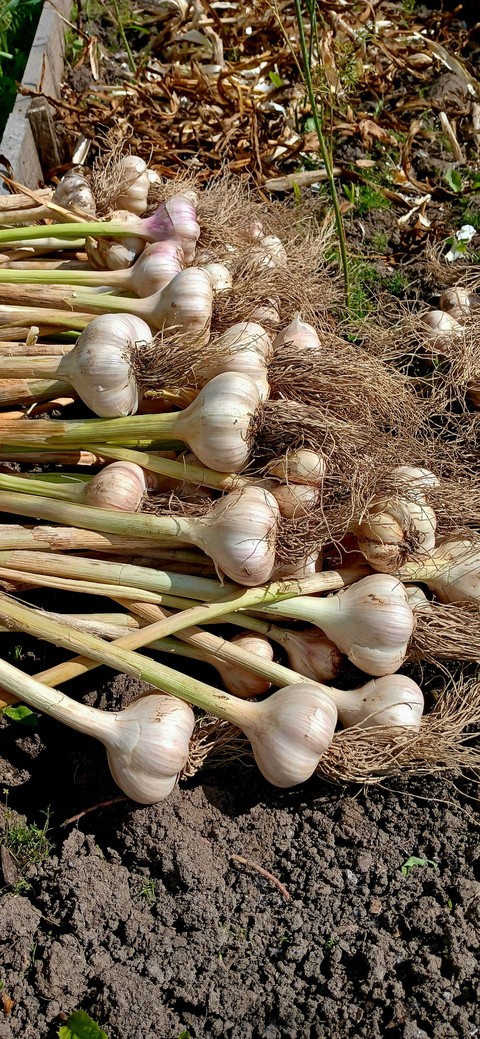 Onion, vegetable壁紙