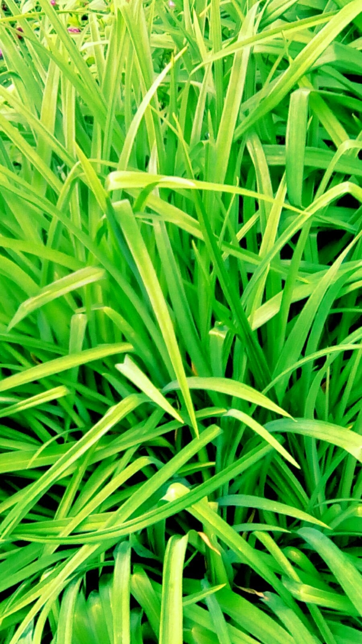 grass