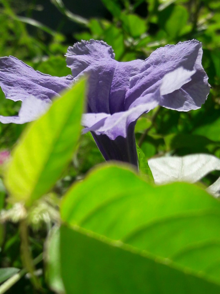 purple flower