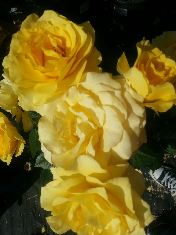yellow roses