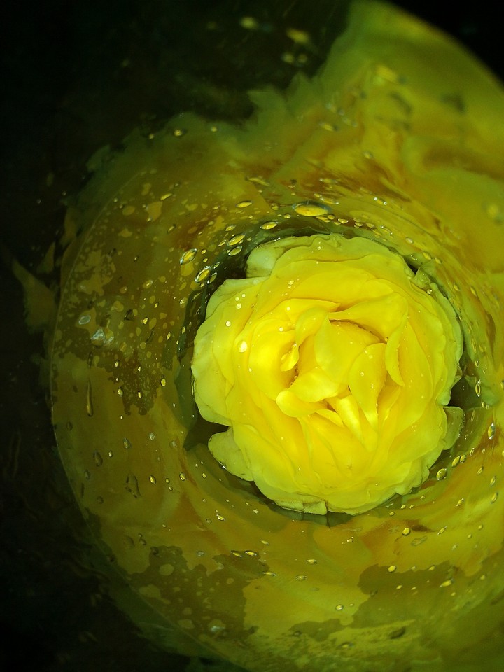 yellow rose