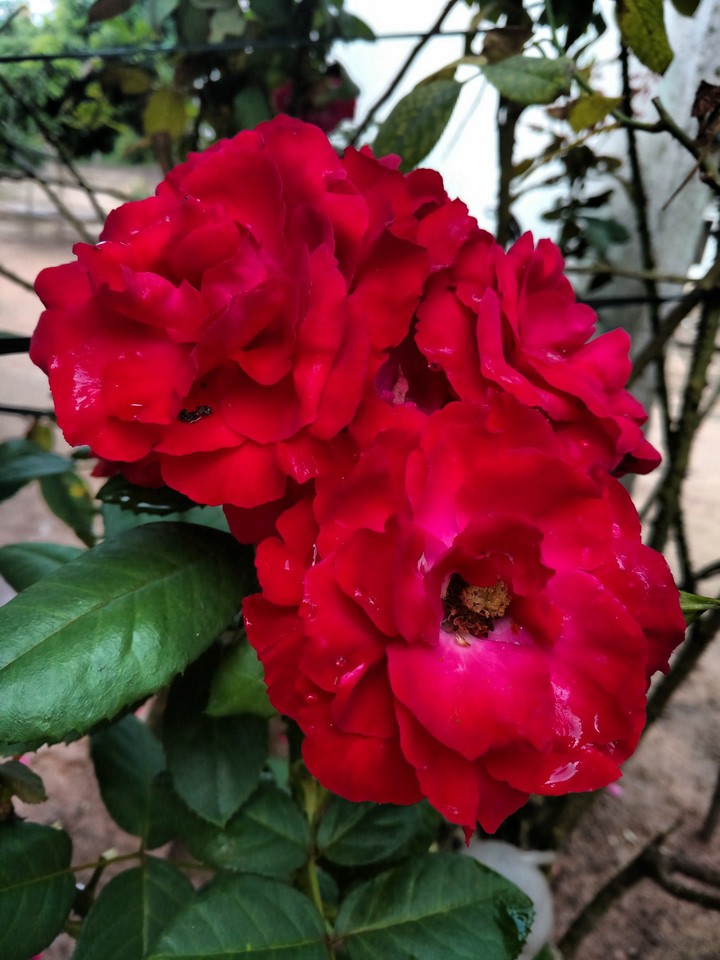 rosa