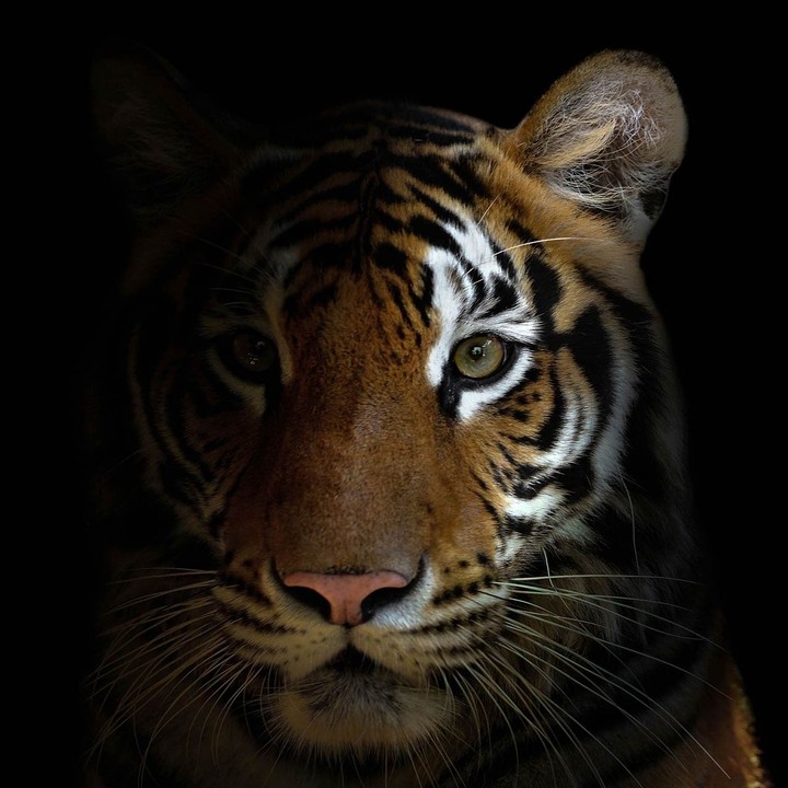 jangan kejut harimau sedang tido