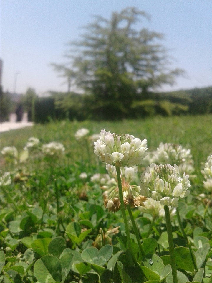 lovely flowers