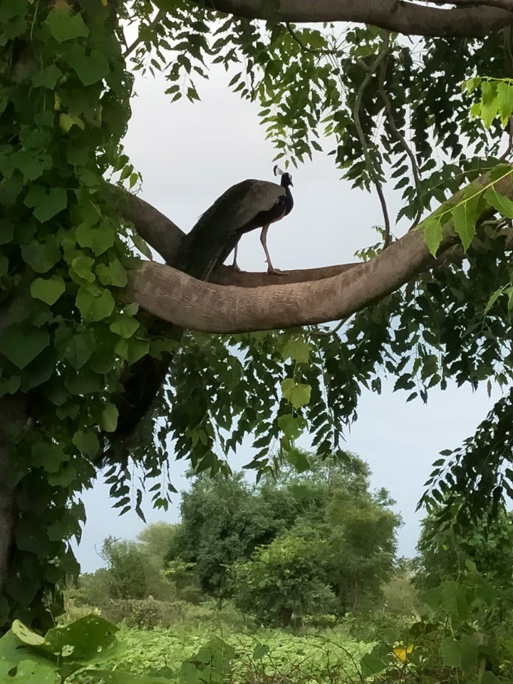 Real Beauty Of Nature
