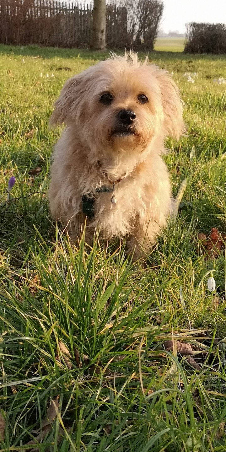 my lovely dog