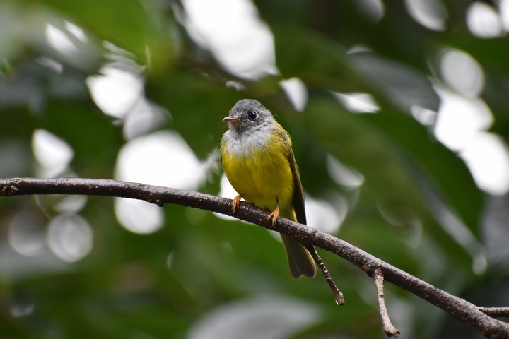 Bird