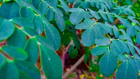 Green leaves