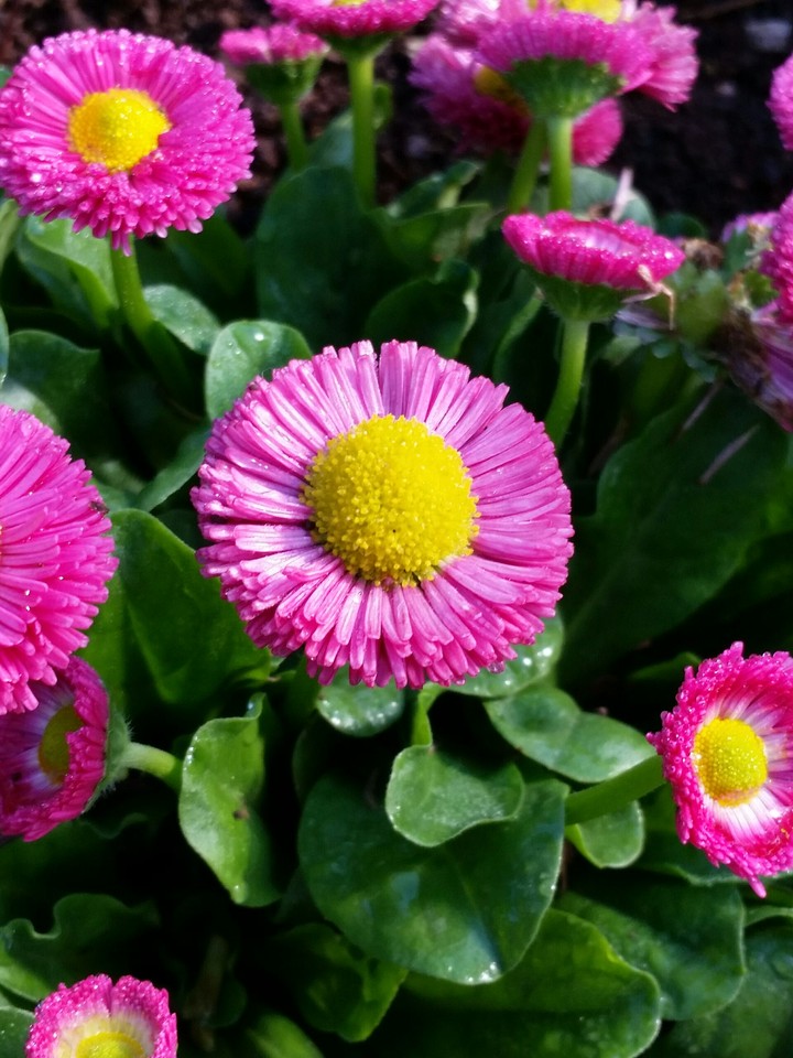 floristry