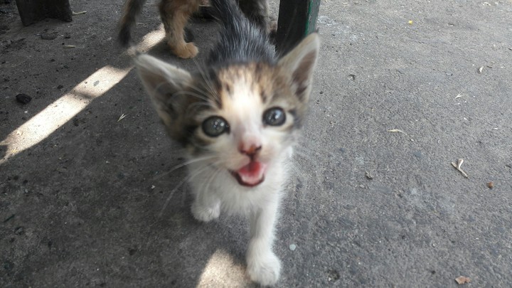 cat