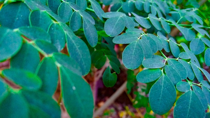 Green leaves