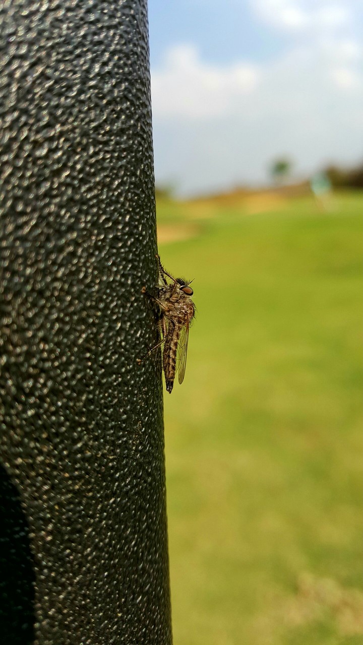 Bug