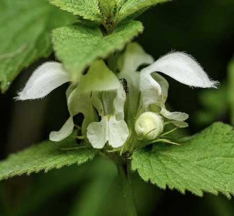 sfondi plant, herb