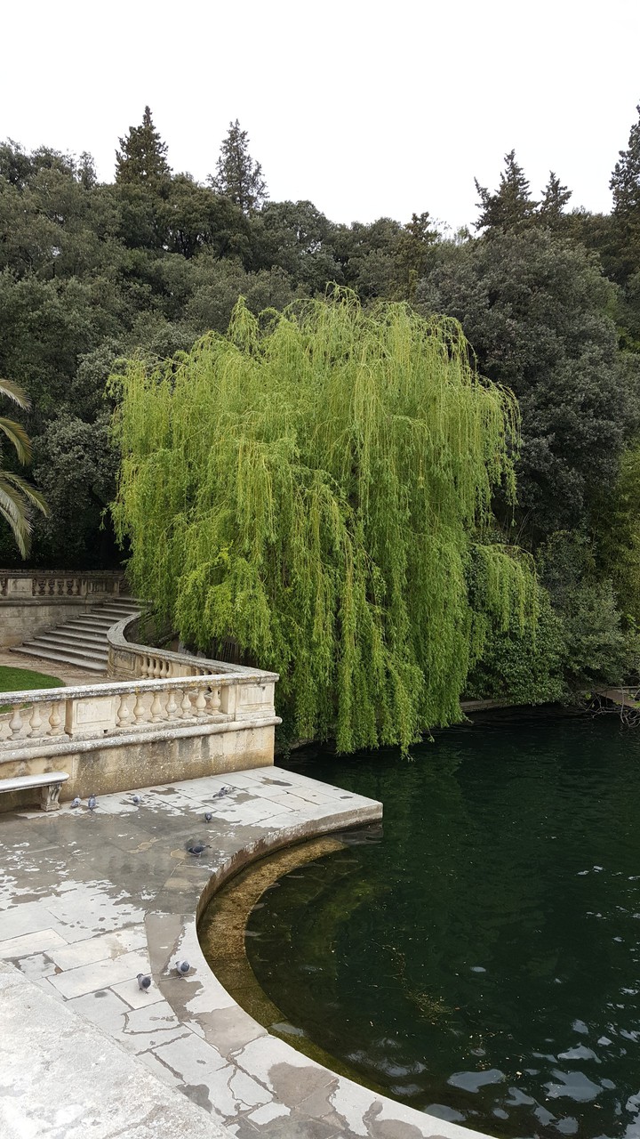 Saule Pleureur