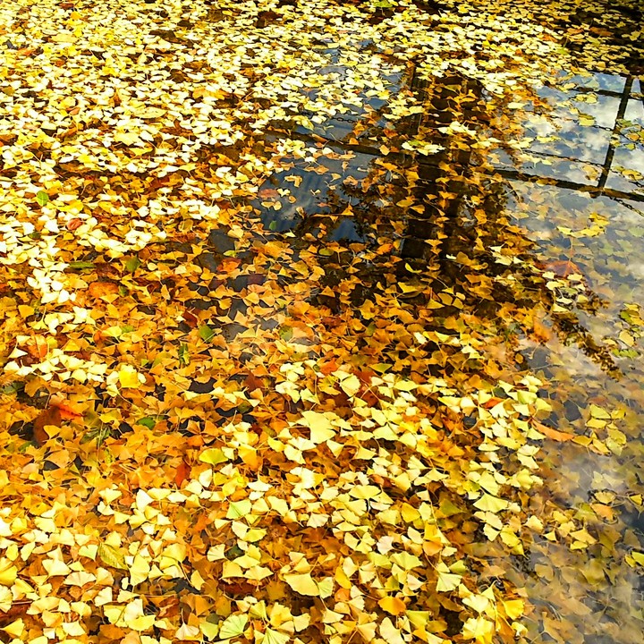 autumn