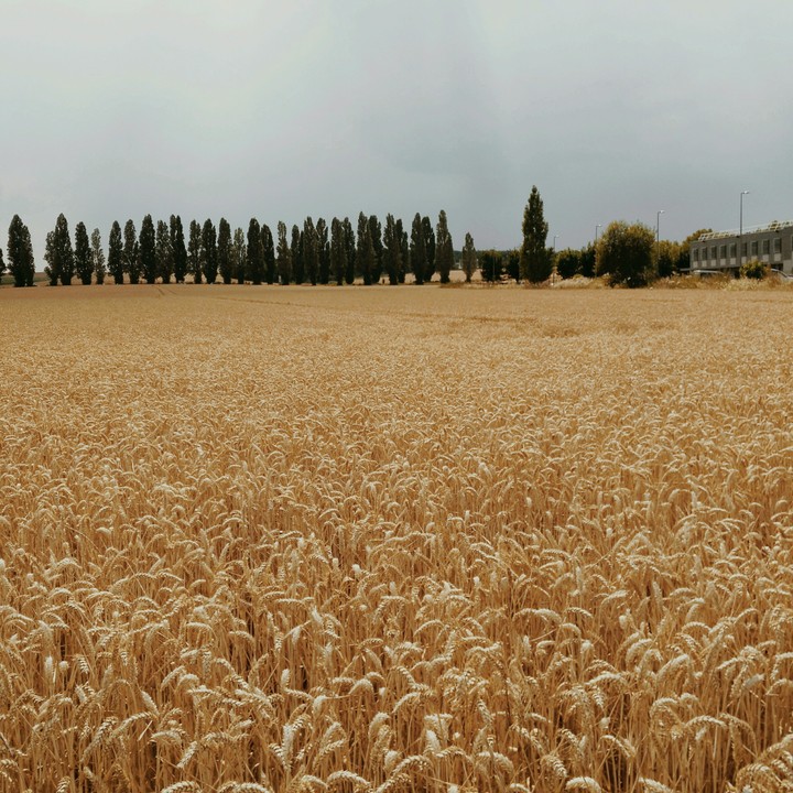 Wheat field