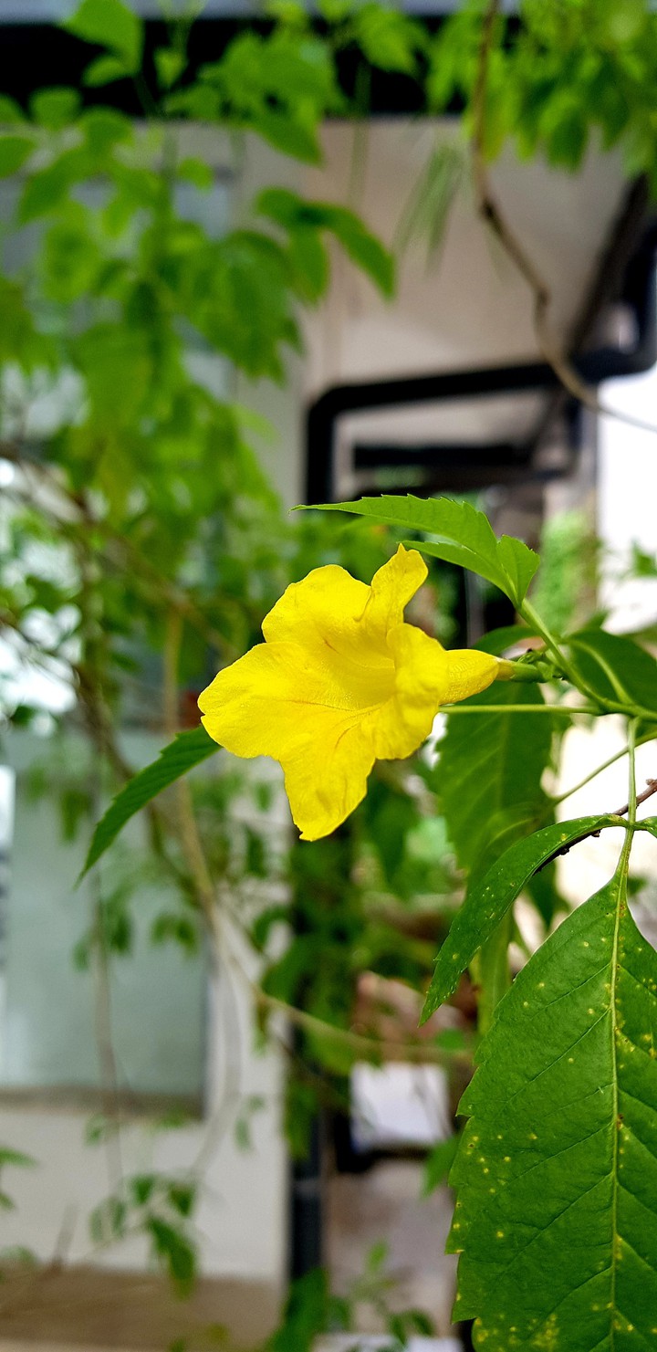 Yellow flower