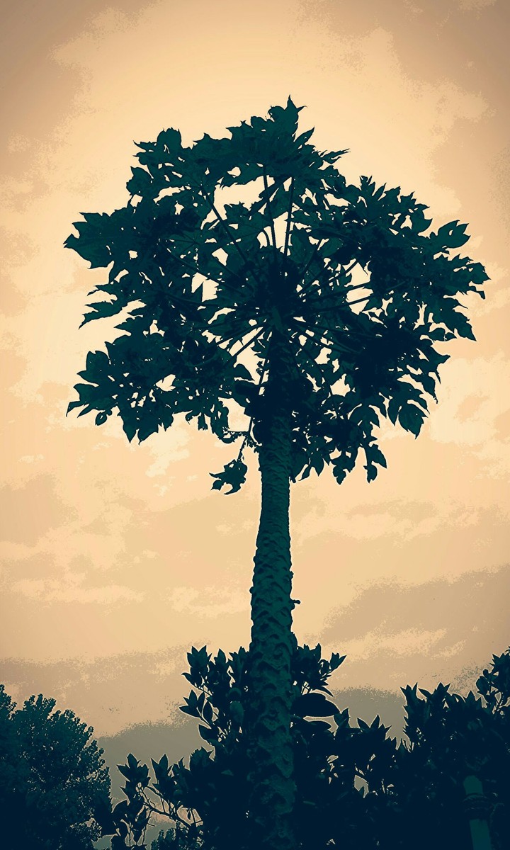 A Tall Papaya tree