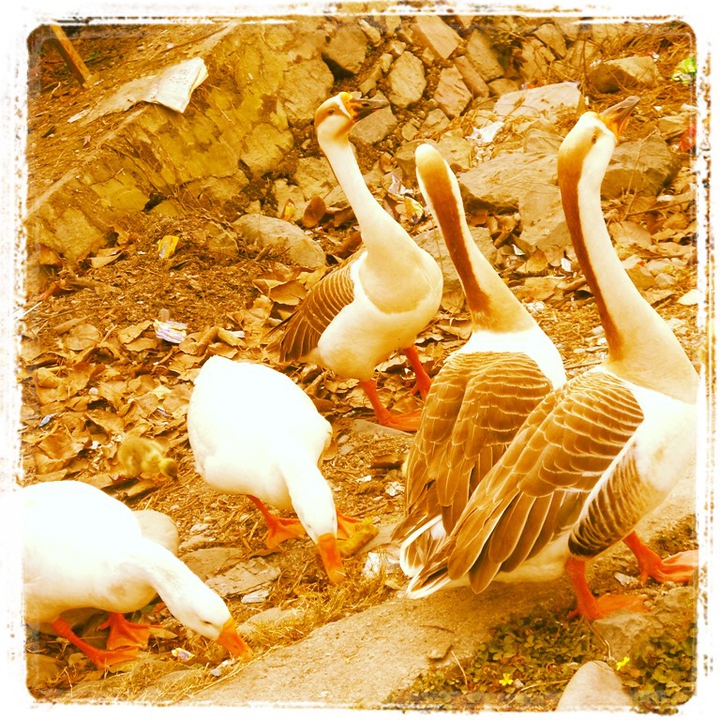Ducks round the river