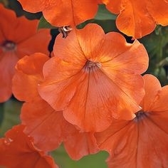 petunias favorite flower